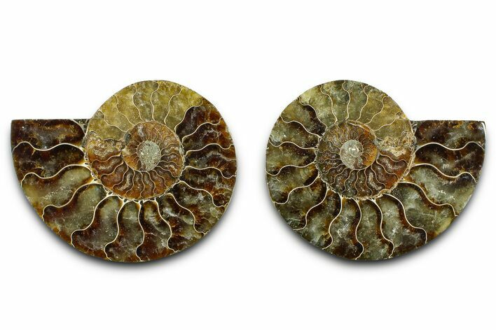 Cut & Polished Ammonite Fossil - Madagascar #377550